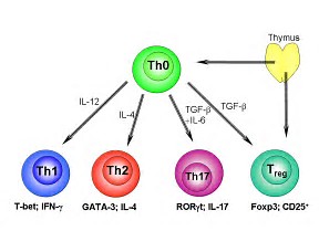 Nature Communication：靶向转录因子JunB抑制致病性<font color="red">TH17</font><font color="red">细胞</font>导致的自免疫疾病