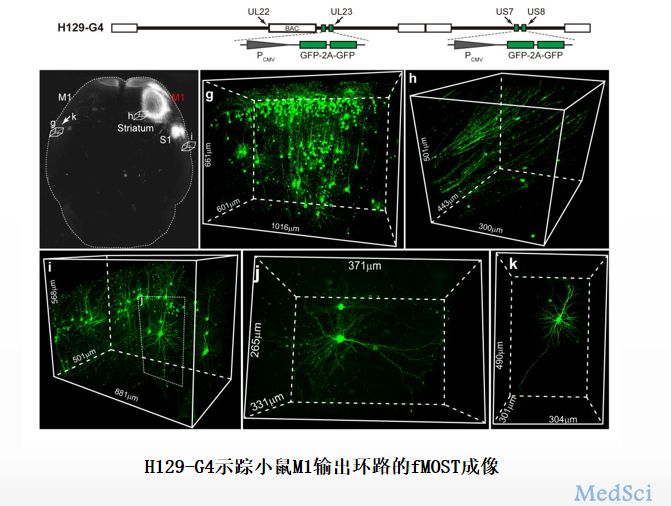 Mol Neurodegeneration:一种新型顺向跨突触神经环路示踪<font color="red">工具</font>