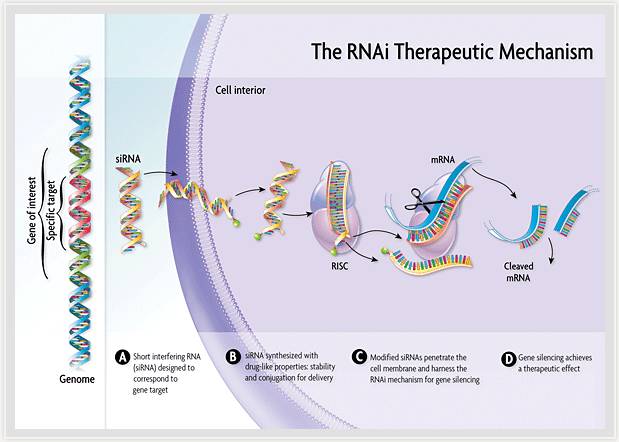 靶向RNA干扰疗法能有效减少卟啉症发作