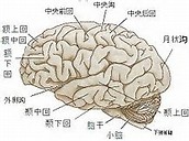 JAMA Neurol：大脑皮层tau<font color="red">蛋白</font>和淀粉样<font color="red">蛋白</font>沉积的分层组织研究