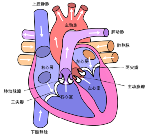<font color="red">胞外基质</font>蛋白Agrin促进心脏再生，有助开发新的心脏病疗法
