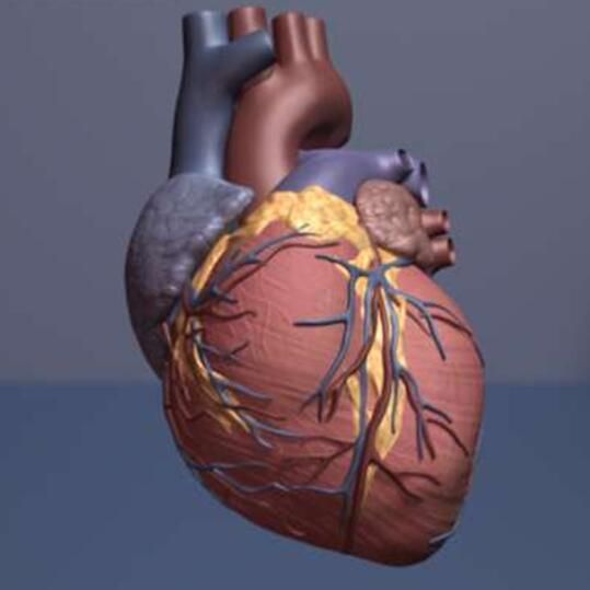 Nature：重磅级成果！科学家解析为何心脏无法进行自我修复！