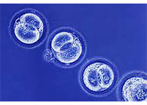 【盘点】近期干细胞疗法研究进展一览