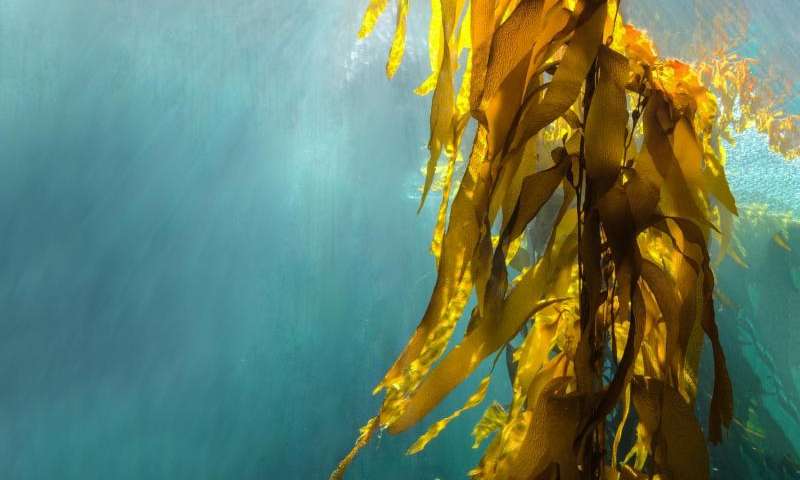 科学家发现海藻中的海藻酸盐消炎效果惊人！