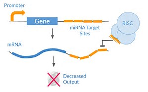 Nature Immunology：microRNA有望加入anti-PD-1疗法，提高<font color="red">T</font><font color="red">细胞</font><font color="red">活性</font>