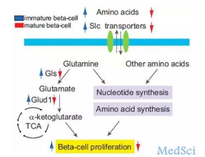 Cell Metab:糖尿病治疗新思路：让胰岛β细胞“High”起来