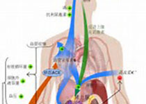 Int J Cardiol：<font color="red">早产儿</font>肺动脉阻力和顺应性分析!