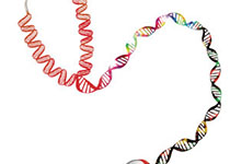 SCI REP：健康青少年<font color="red">DNA</font>甲基化与端粒长度的关系分析！