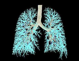 Sci Rep：洞悉肺部的早期发育