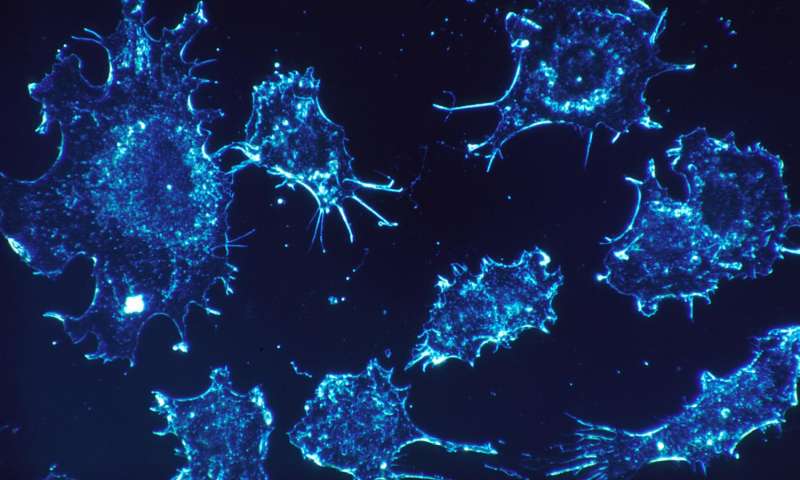 Nat Commun：癌细胞究竟是如何得以生存的？