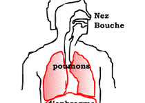 Environ Pollut：空气污染中PM2.5对正常和敏感型COPD<font color="red">支气管上皮</font>细胞的遗传和表观遗传学改变