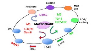 Cell Report：巨噬细胞代谢产物-羊毛<font color="red">甾</font>醇，能够抑制过免疫反应提高细菌清除率
