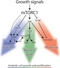 Nature：mTORC1抑制剂如何调节癌细胞代谢防止细胞癌变