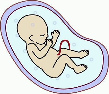 Hum Reprod：通过卵子体外成熟技术妊娠的儿童产后2年的生长<font color="red">发育</font>情况