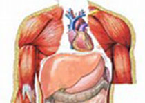 NAT MED：移植人造胆管，治疗肝脏疾病