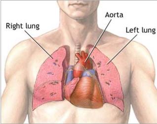 日本实施世界首例两肺<font color="red">合一</font>移植手术