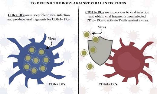 Sci Immun：<font color="red">树突</font>状细胞如何增强免疫力