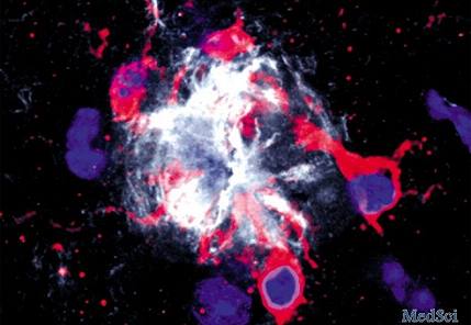Nature<font color="red">论述</font>：单细胞基因组学揭开“免疫新世界”