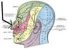 Int Arch Otorhinolaryngol：听觉言语感知发育与病人<font color="red">耳蜗</font><font color="red">移植</font>的年龄相关