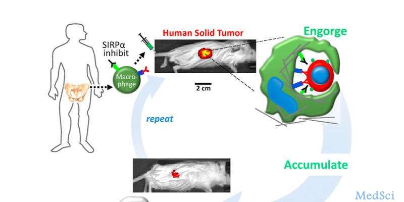 Curr Biol：研究人员设计出在实体瘤中<font color="red">吞噬</font>癌细胞的巨噬细胞