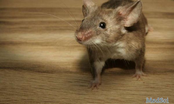 Science：研究人员发现雄性老鼠参与竞争优势的脑机制