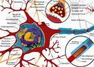 Neuron :研究揭示脑部疾病<font color="red">治疗</font>新<font color="red">靶</font><font color="red">点</font>！确定了保护神经功能的新目标