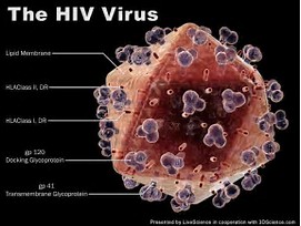 受到了<font color="red">细胞信号</font>,HIV才会感染