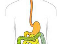 Gastroenterology：食管粘膜浅表传入神经导致非糜烂性反流敏感性增加
