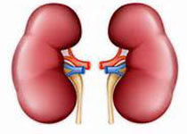 Kidney Int：肾脏衰老的相关机制