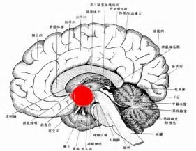 JCEM：实验性低血糖相关自主神经衰竭时的下丘脑<font color="red">葡萄</font>糖转运