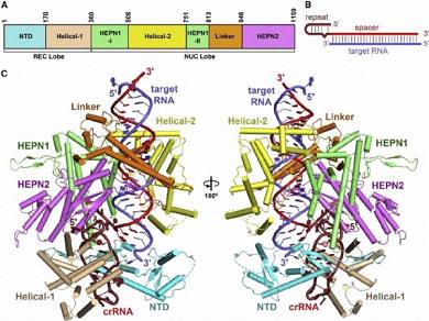Cell：王艳丽组/章新政组在CRISPR-Cas系统切割RNA的研究中获得重大进展【附专家点评】