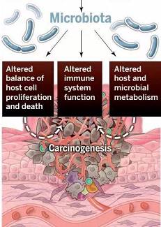 Cell：上交房静远组等 揭示肠道微生物与<font color="red">肿瘤</font>化疗耐受的重要分子机理