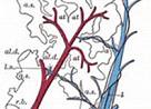 2017 血管瘤联盟共识建议：<font color="red">脑海绵状</font>血管瘤的管理