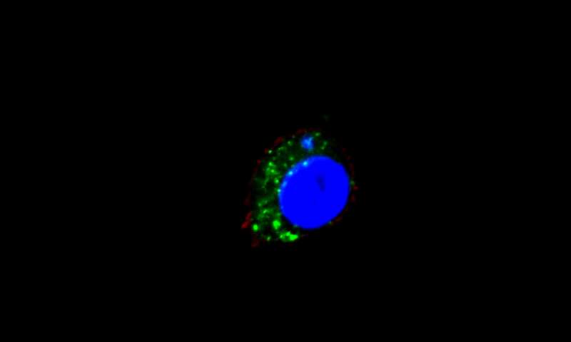 Sci Immun：科学家解密癌细胞对免疫系统的“控制”，有望开启抗癌新疗法！