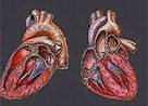 Heart：先天性心脏病患者妊娠应该怎么<font color="red">办</font>？