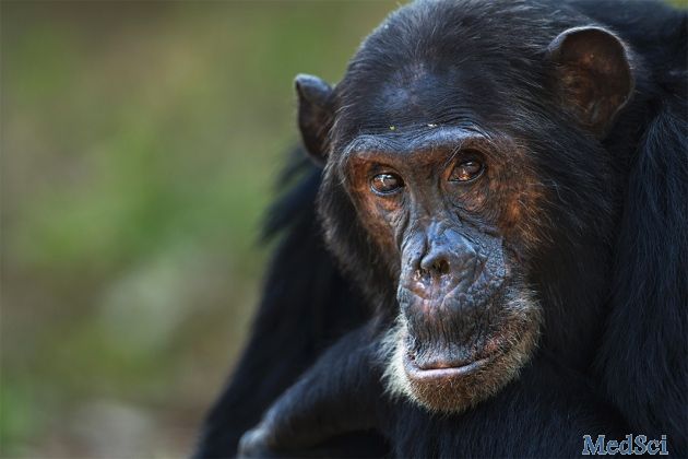 黑猩猩是首个含阿尔兹海默病标记物的<font color="red">动物</font>