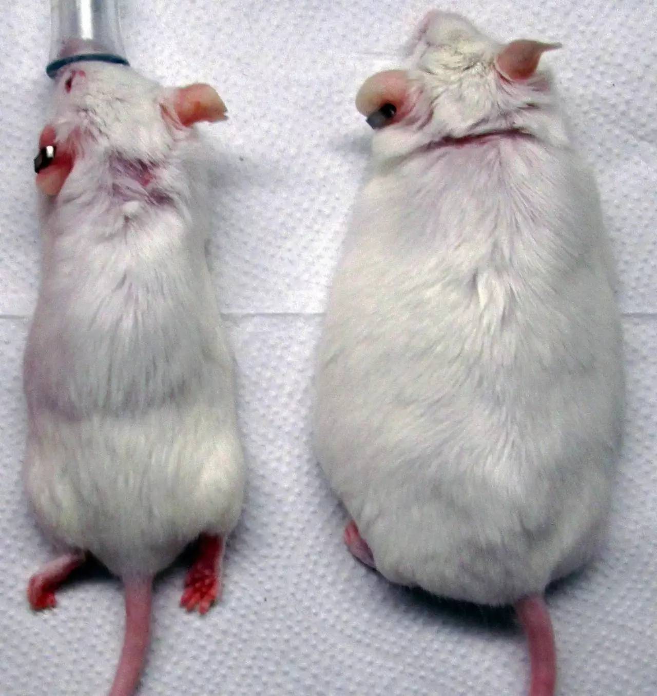 Cell stem Cell:华人学者带来“吃不胖”的基因疗法，有望治疗糖尿病