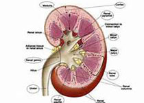 Kidney int：Alport综合征的足细胞损伤进程