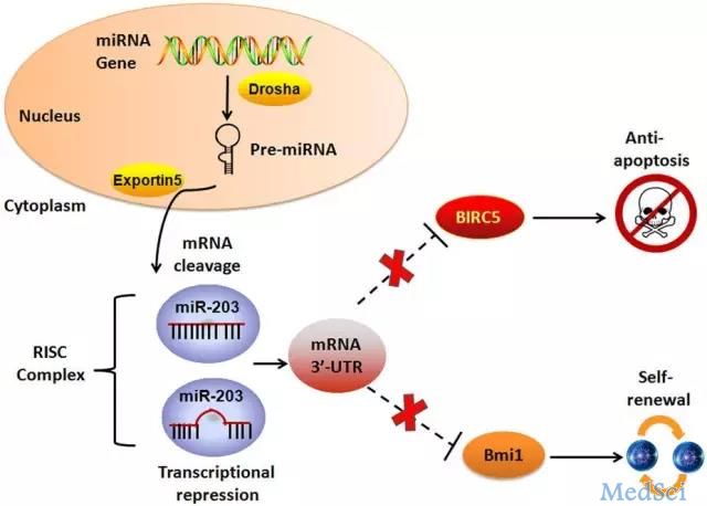 Sci Rep:miR-203通过靶向生存素与Bmi-1抑制白血病干细胞的增殖与自我更新