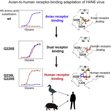 Cell Rep:H4亚型禽流感病毒研究获进展