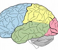 Neurology：<font color="red">I</font>型强直性肌营养不良脑影像学研究