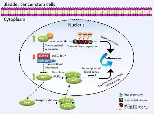 Clin Cancer Res:科学家鉴定出一<font color="red">条</font>人膀胱癌干细胞干性维持的新通路