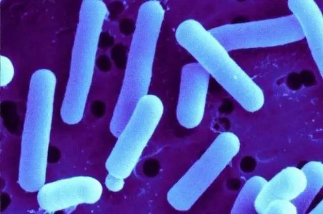 Science:不用吃便便胶囊了！科学家找到调节免疫系统的特定肠道微生物，饱受肠炎折磨的患者可能有救了