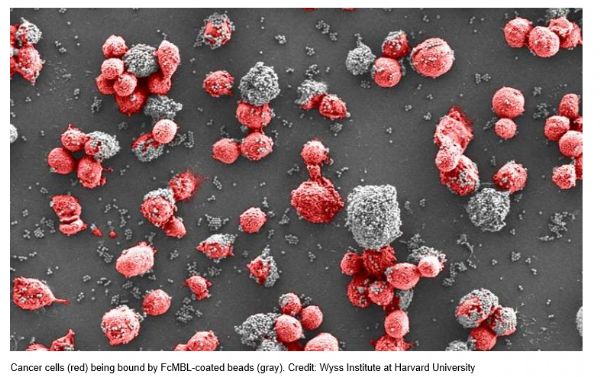 J Nanobiotechnology：新型纳米材料可抑制金黄色葡萄球菌和铜绿假单胞菌的生长