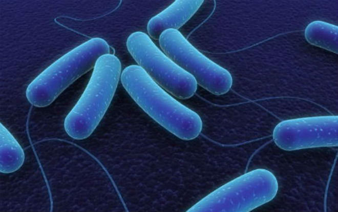 Nature Microbiology：预测超级细菌是否<font color="red">会</font>致命