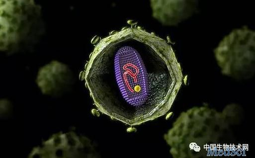 “<font color="red">马赛克</font>疫苗使HIV灭绝”系误读 数据源自动物试验