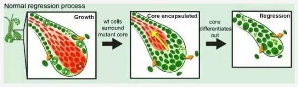 Nature：科学家亲眼见证正常上皮细胞疯狂围剿癌基因突变细胞，把癌细胞扼杀在<font color="red">萌芽</font>中