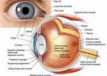 J Ocul Pharmacol Ther：原发性开角型青光眼患者的姿势对<font color="red">眼压</font>和系统血液动力学参数的影响！