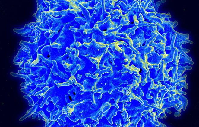 eLife：为了让T细胞攻击肿瘤，miRNA扮演“开关”角色