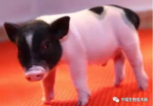 基因编辑小猪“见证”中国科研竞争力提升